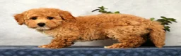 Bichpoo dogs for sale: Yoda - Ad 9