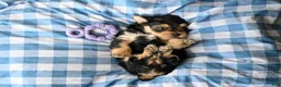 Morkie dogs for sale: Ella - Ad 5