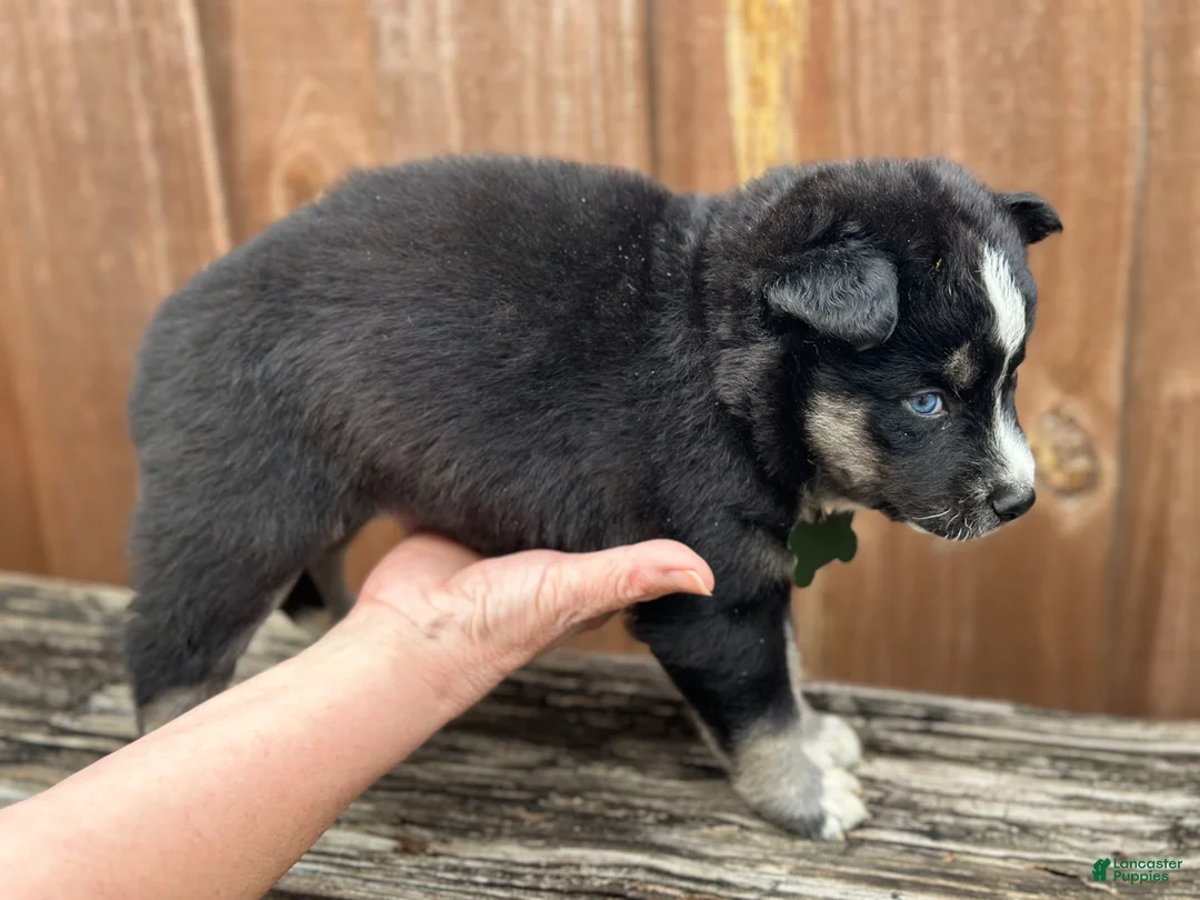 Pomsky dogs for sale: Flint - Ad 2