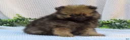 Pomeranian dogs for sale: Polly 🐾🌸 - Ad 11