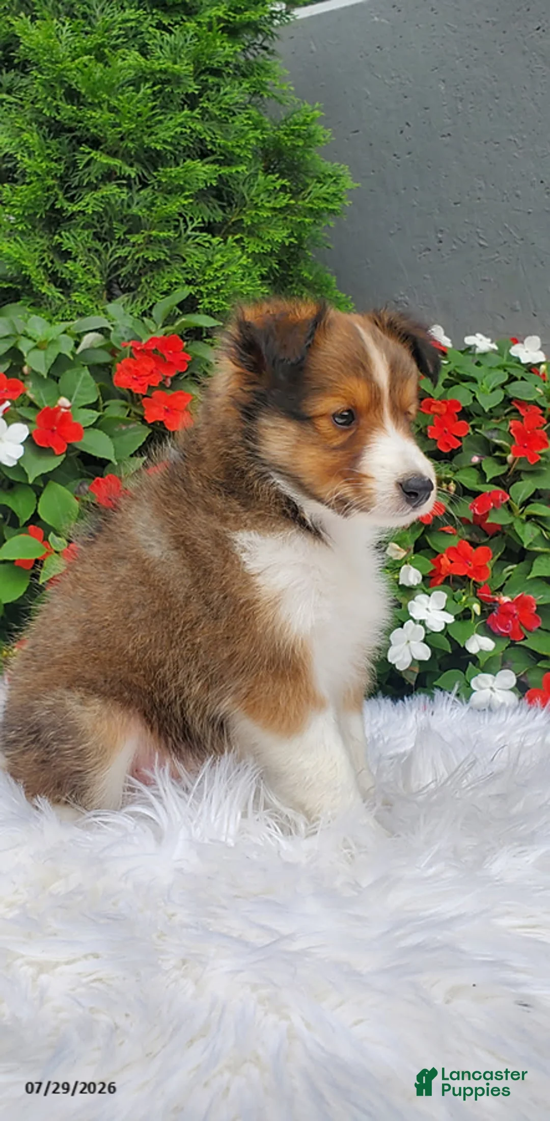 Shetland Sheepdog dogs for sale: Daisy - Ad 3