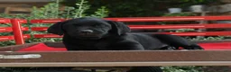 Labrador Retriever dogs for sale: Buster - Ad 3