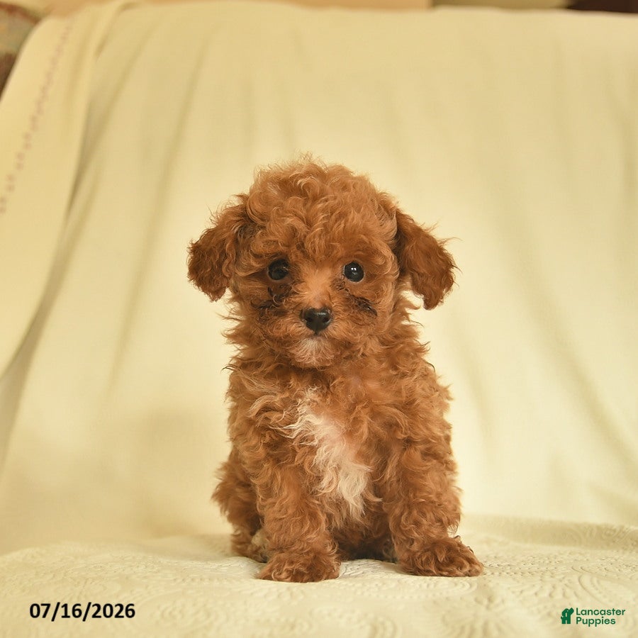 Toy Poodle dogs Lester  - Ad 2