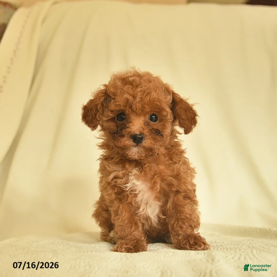 Toy Poodle dogs for sale: Lester  - Ad 2