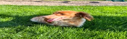 Miniature Dachshund dogs for sale: Felicia - Ad 7