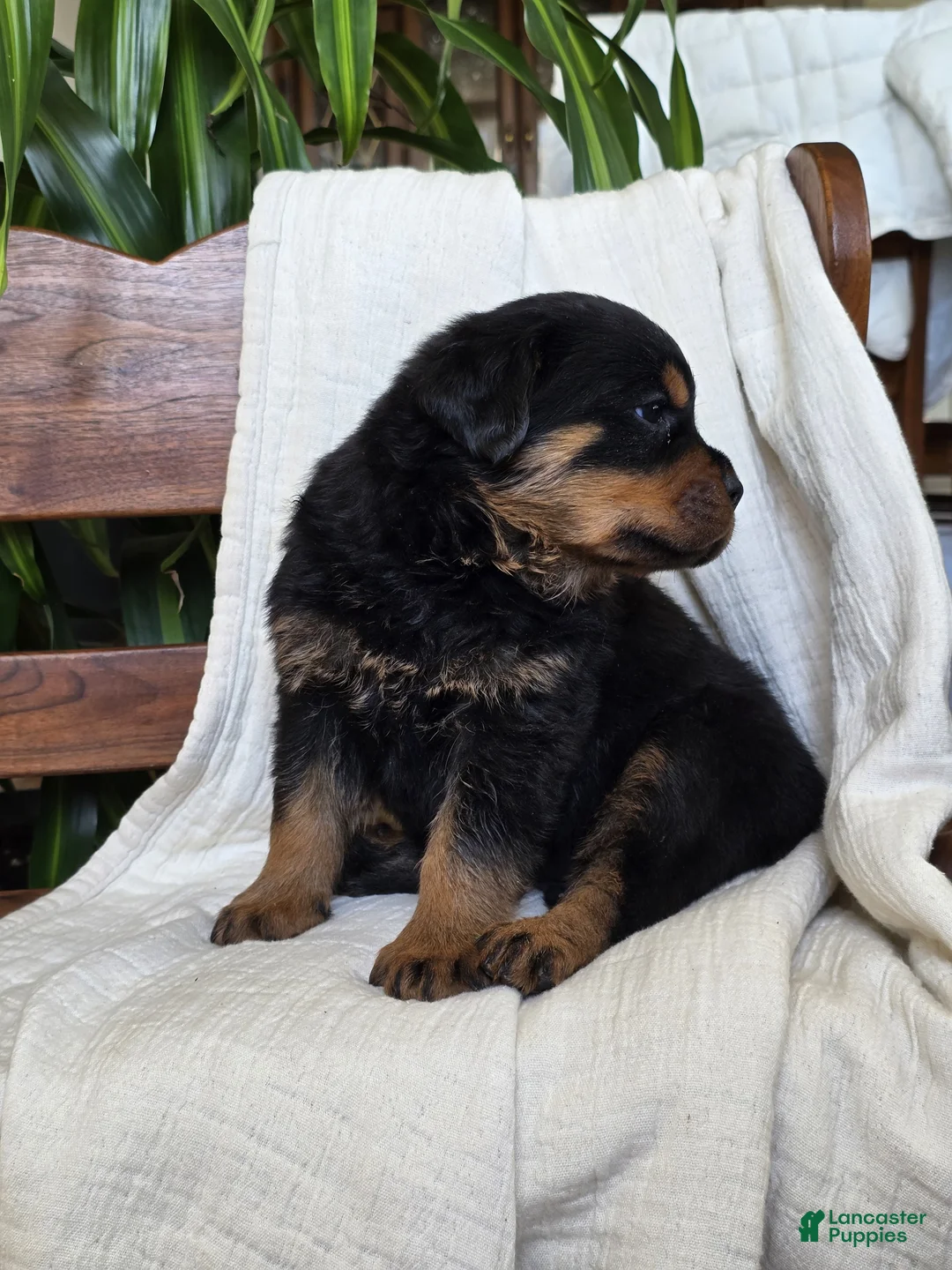 Rottweiler dogs for sale: Dakota - Ad 7