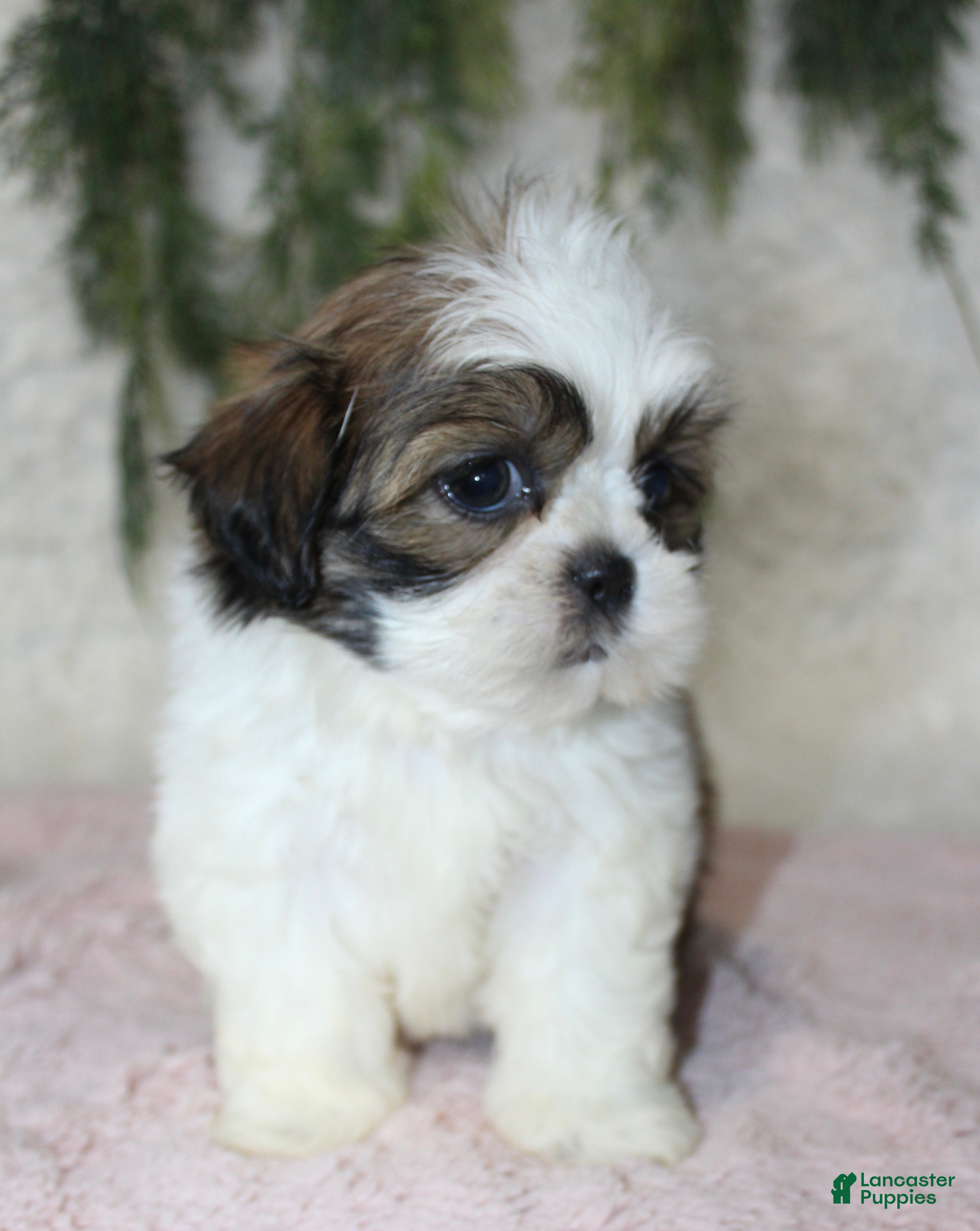 Shih Tzu (Shih Tzu, Female) in Orlando, FL