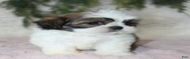 Shih Tzu 4