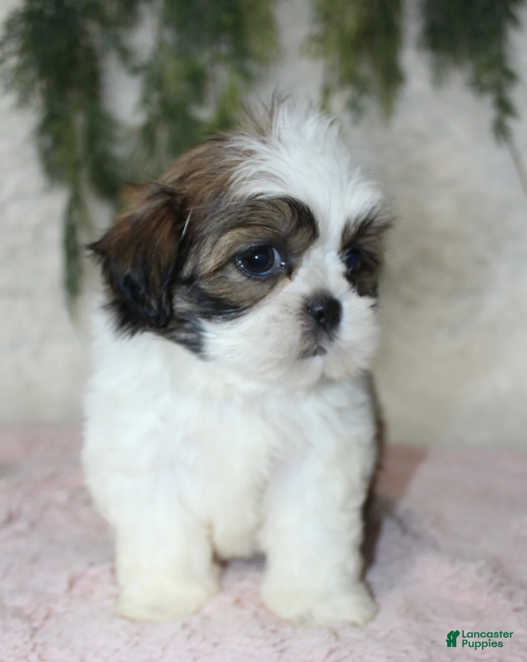 Shih Tzu dogs for sale: Shih Tzu 4 - Ad 1