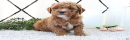 Mini Goldendoodle dogs for sale: Riley - Ad 1