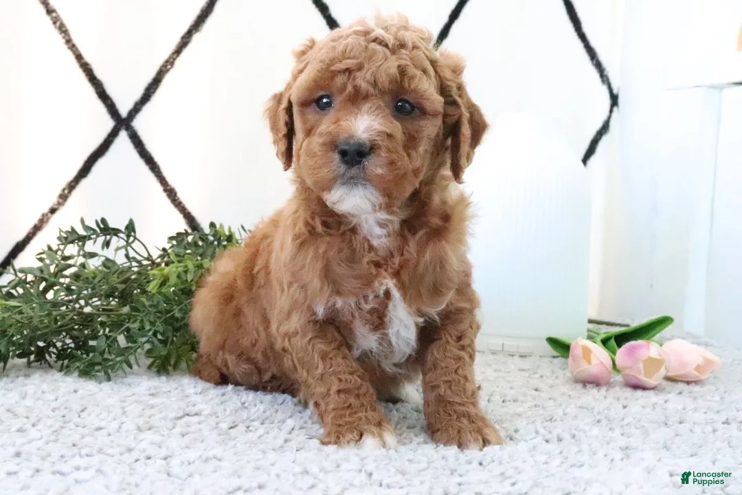 Mini Goldendoodle dogs for sale: Riley - Ad 1