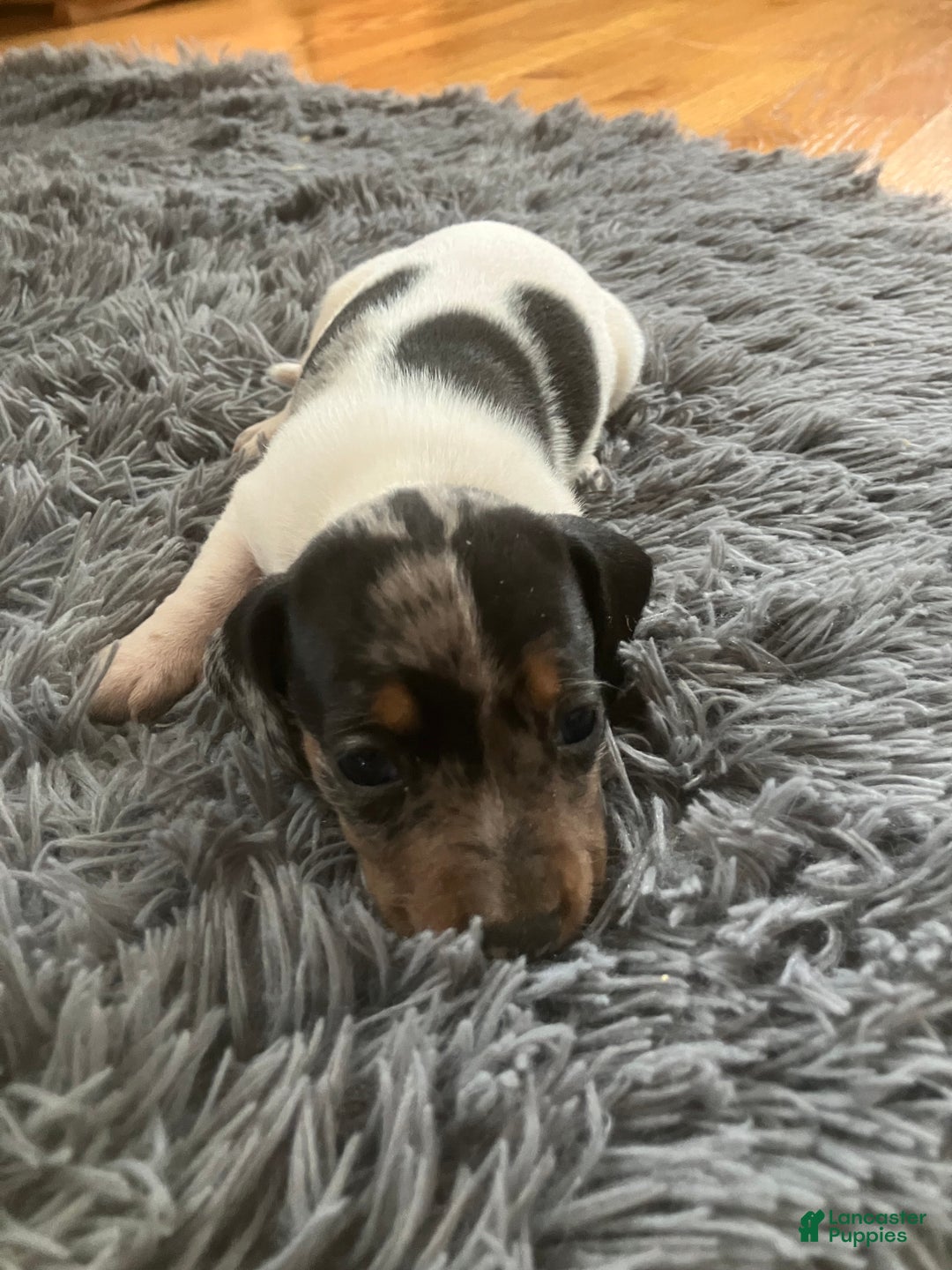 Miniature Dachshund dogs for sale: Akc Maybelle - Ad 1