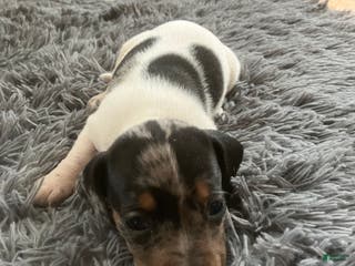 Miniature Dachshund dogs for sale: Akc Maybelle - Ad 4