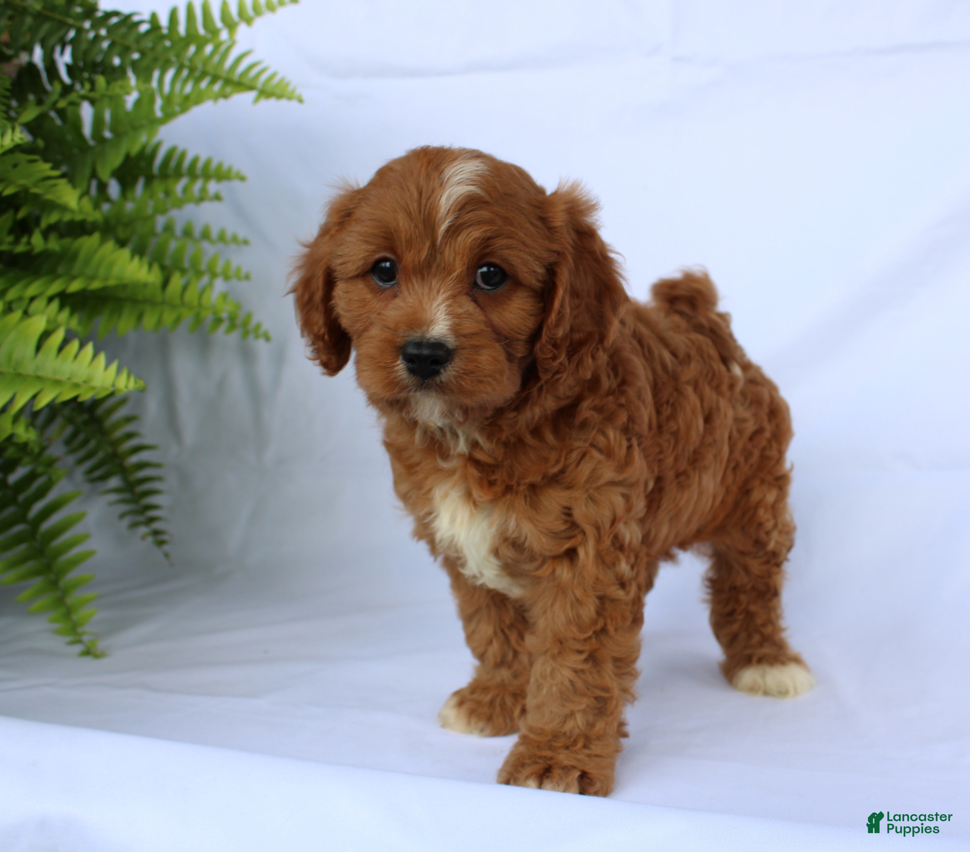 Cavapoo dogs Sam - Ad 2
