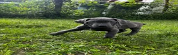 Cane Corso dogs for sale: Cane Corso 3 - Ad 5
