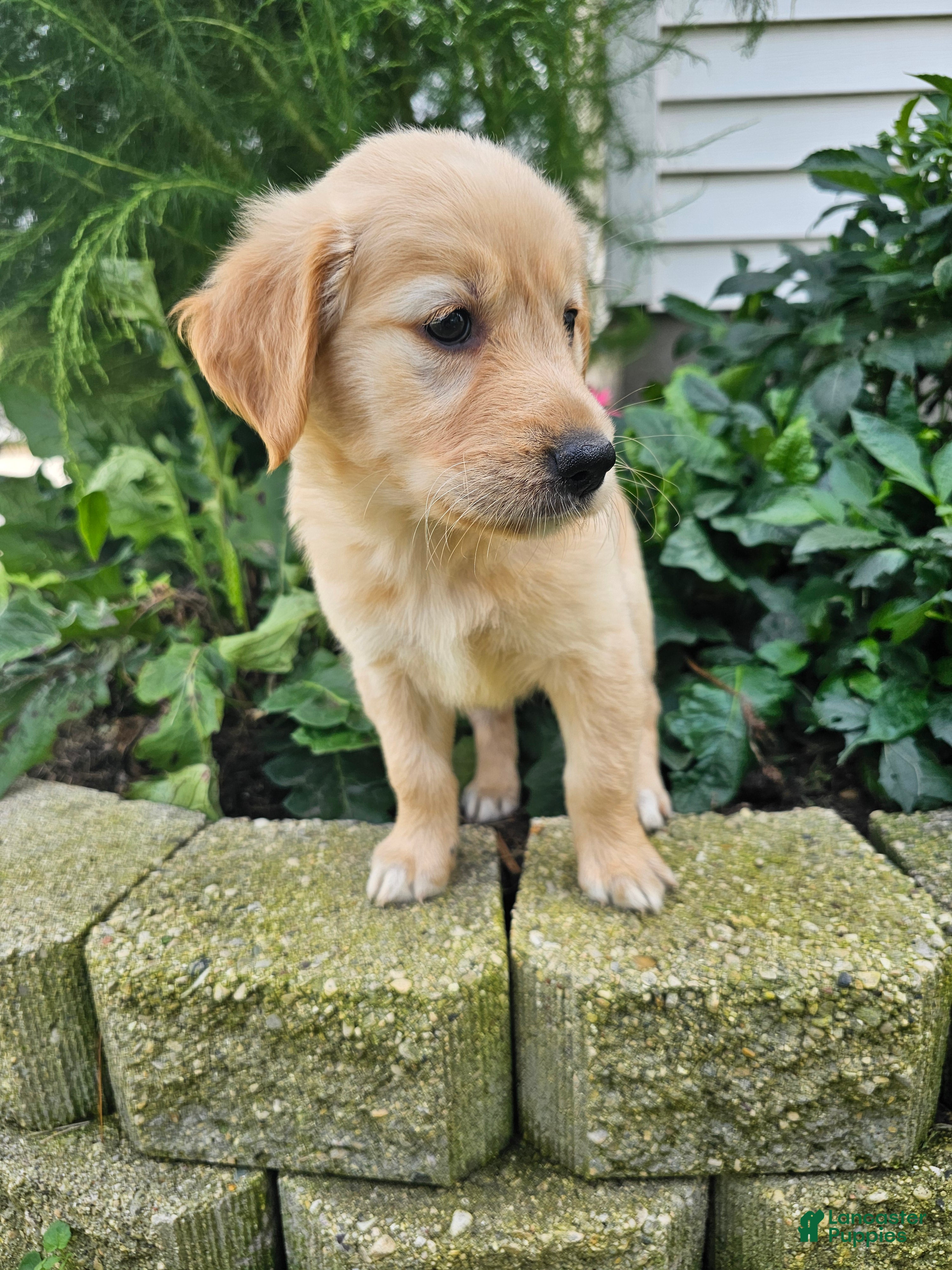 Golden Retriever dogs Bree - Ad 2
