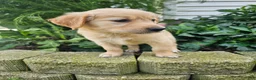 Golden Retriever dogs for sale: Bree - Ad 2