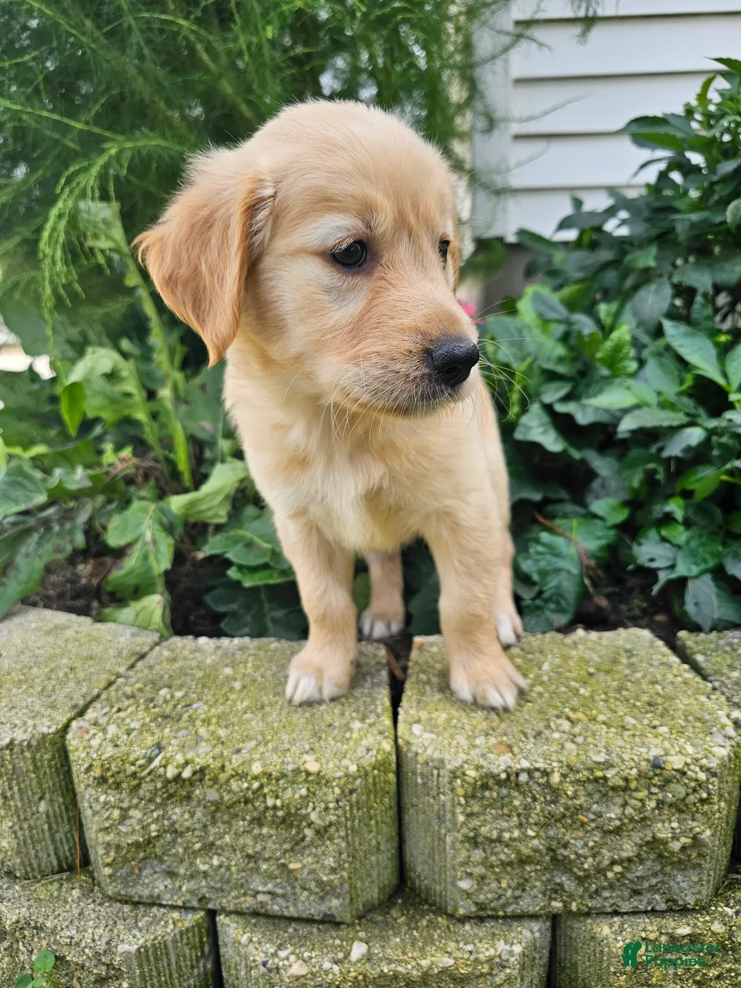 Golden Retriever dogs for sale: Bree - Ad 2