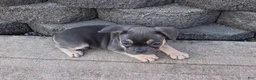 French Bulldog dogs for sale: Dick - Ad 3