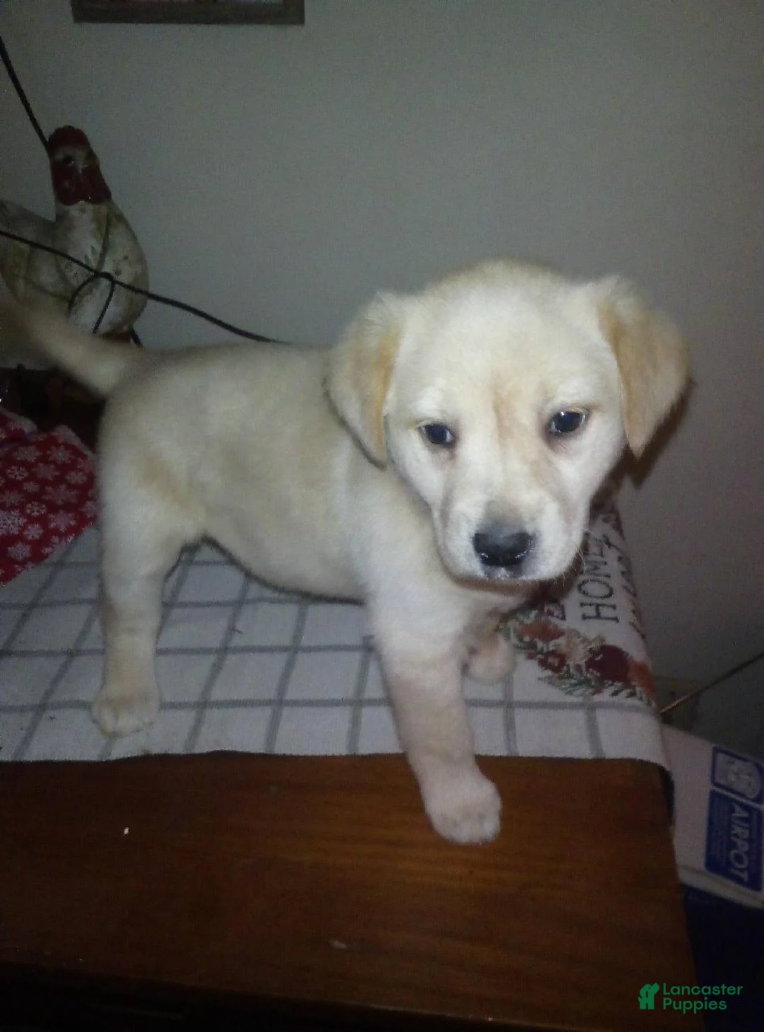Labrador Retriever dogs for sale: Lea - Ad 1