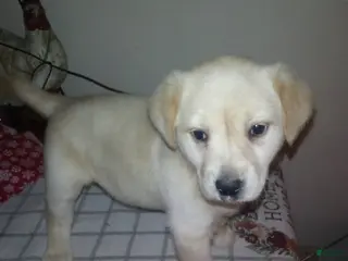 Labrador Retriever dogs Lea - Ad 9