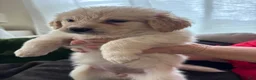 Mixed Breed dogs for sale: Yellow Collar - Ad 4