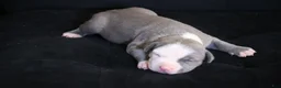 American Bully dogs for sale: King Kong - Ad 7