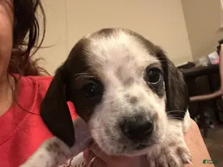 Miniature Dachshund dogs Miniature Dachshund Puppy 4 - Ad 11