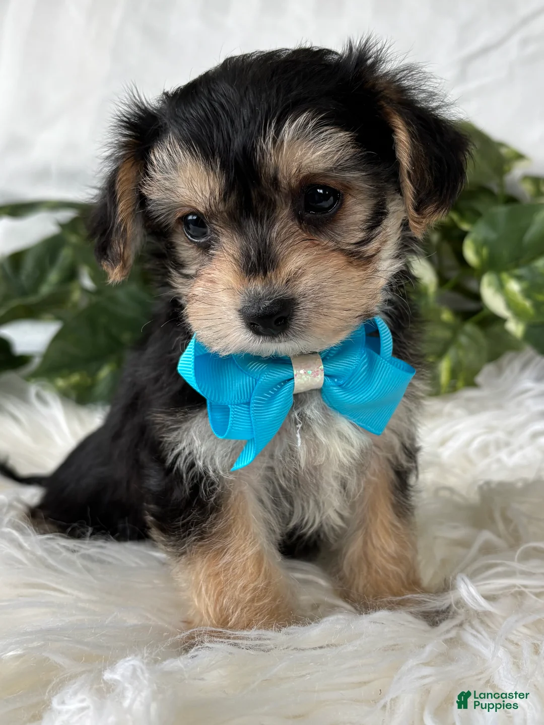 Morkie dogs for sale: Preston - Ad 14