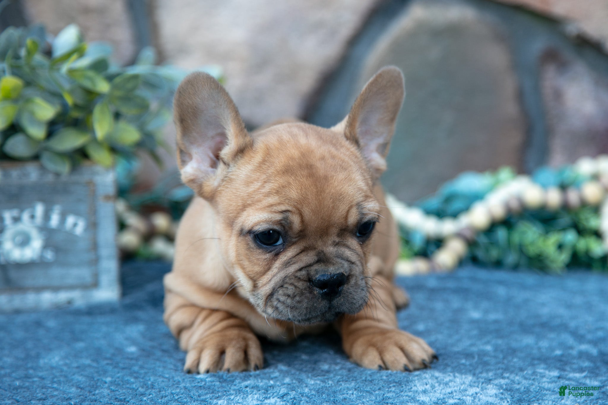 French Bulldog dogs Bruno - Ad 13