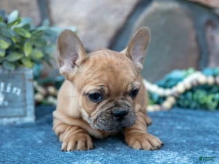 French Bulldog dogs Bruno - Ad 18