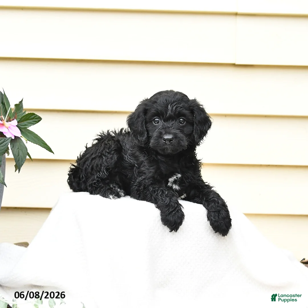 Aussiedoodle dogs for sale: Rookie - Ad 2