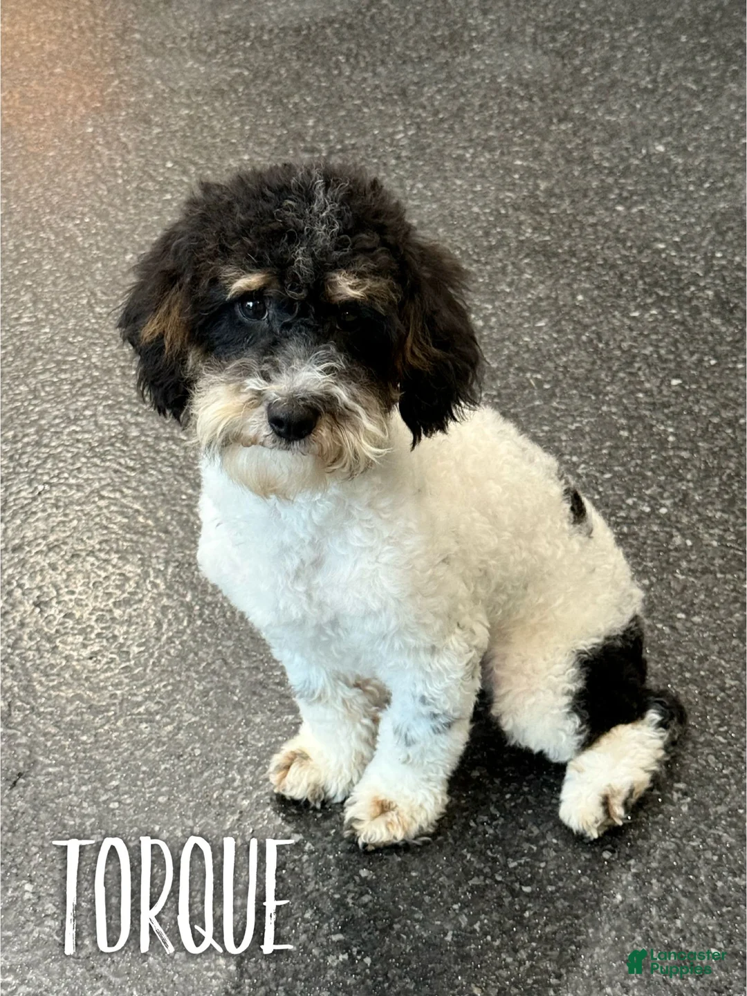 Mini Goldendoodle dogs for sale: Patrick - Micro Mini F1b - Ad 3