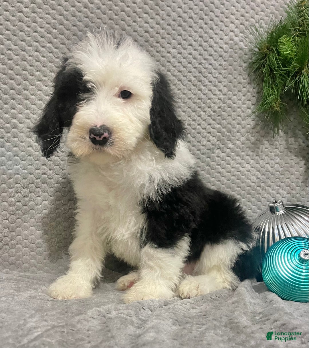 Sheepadoodle dogs for sale: Kate - Ad 1