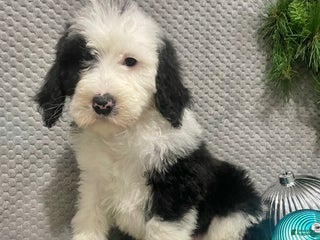 Sheepadoodle dogs Kate - Ad 12