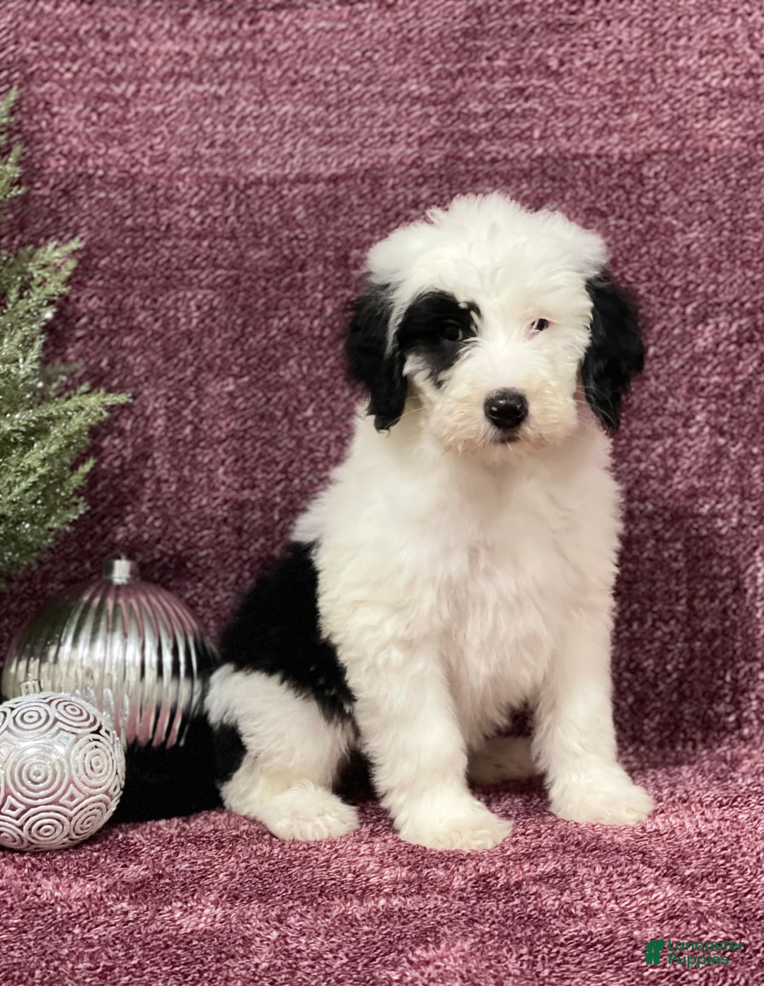 Sheepadoodle dogs for sale: Karla - Ad 3