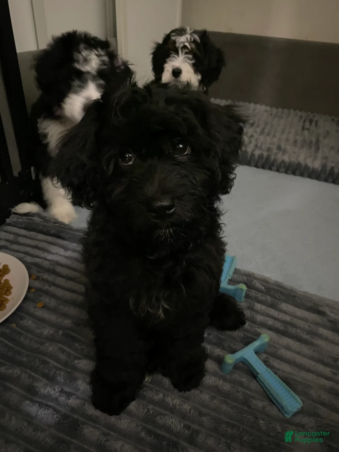 Mixed Breed dogs for sale: Arlene - Ad 2