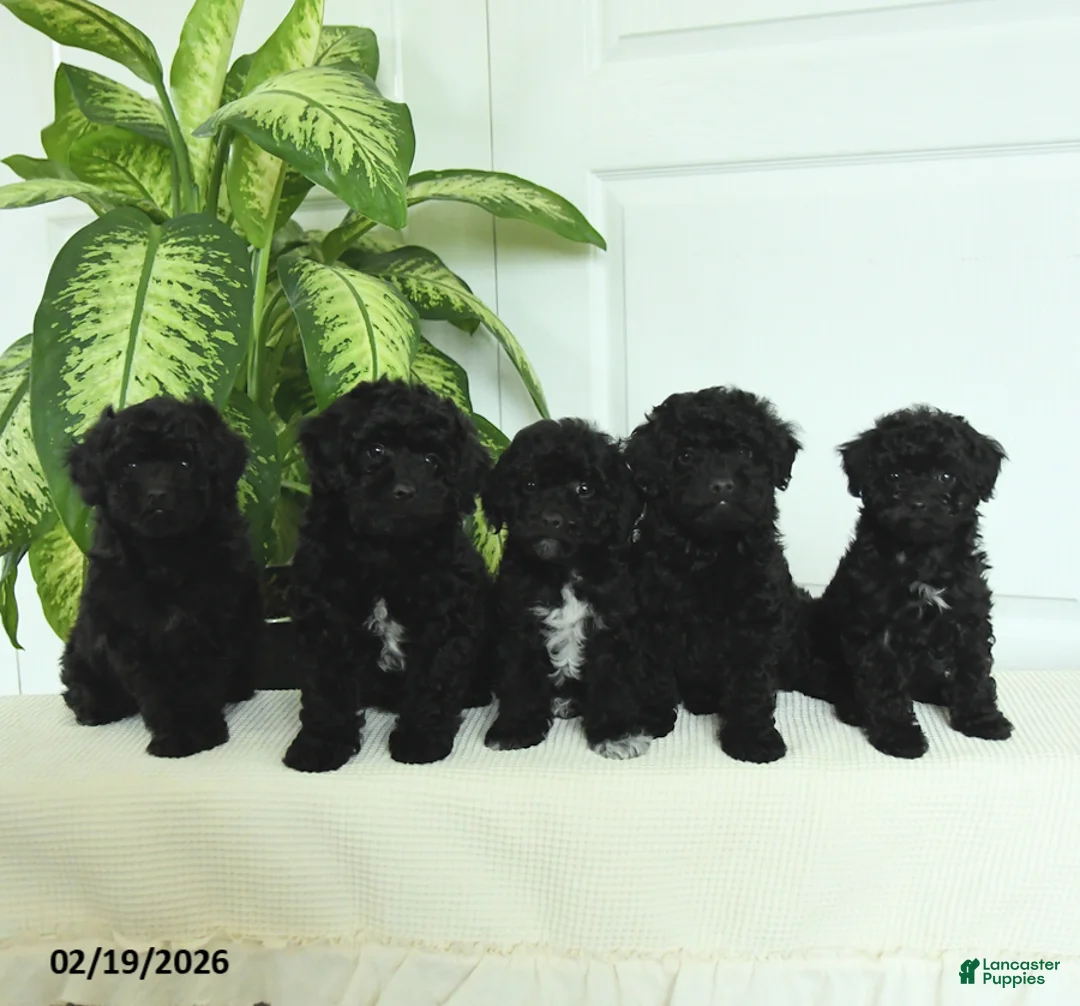 Miniature Poodle dogs for sale: Sophie - Ad 5