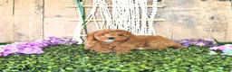 Mini Goldendoodle dogs for sale: Mr Homestead - Ad 3