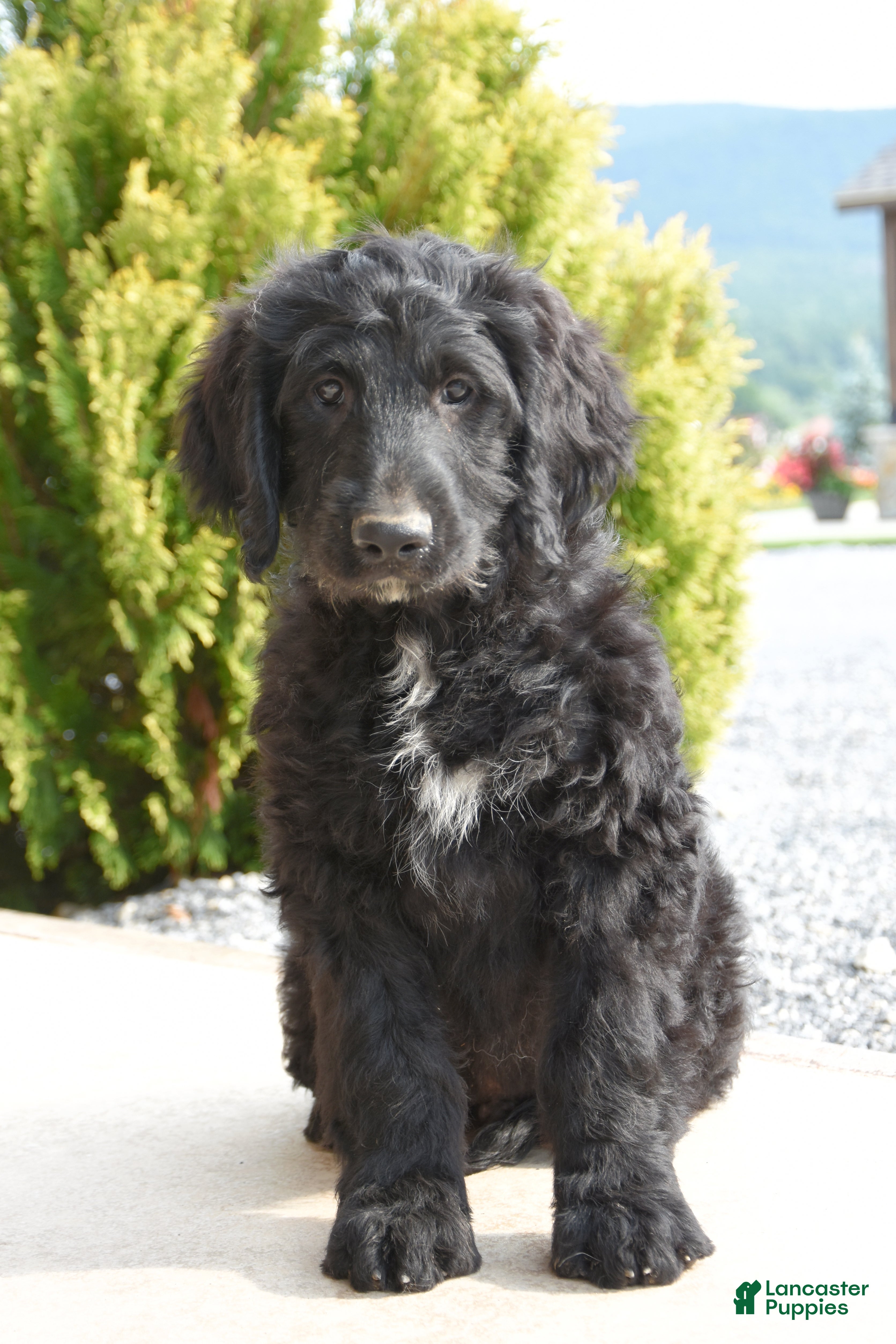 Mini Goldendoodle dogs Waylon - Ad 1