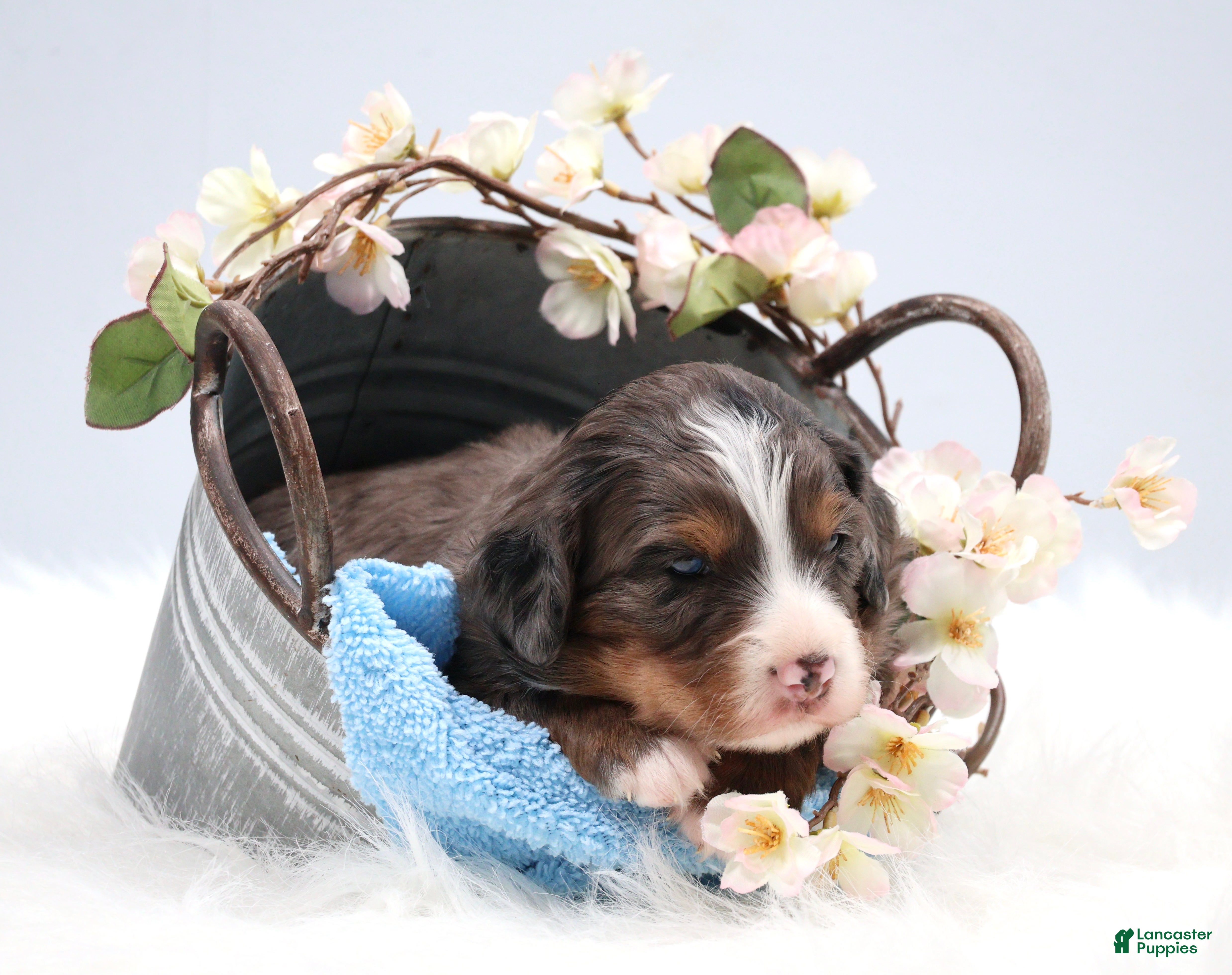 Mini Bernedoodle dogs Carter  - Ad 2