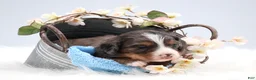 Mini Bernedoodle dogs for sale: Carter  - Ad 8