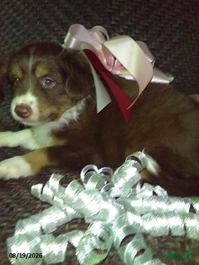Mixed Breed dogs Fluffy - Ad 40