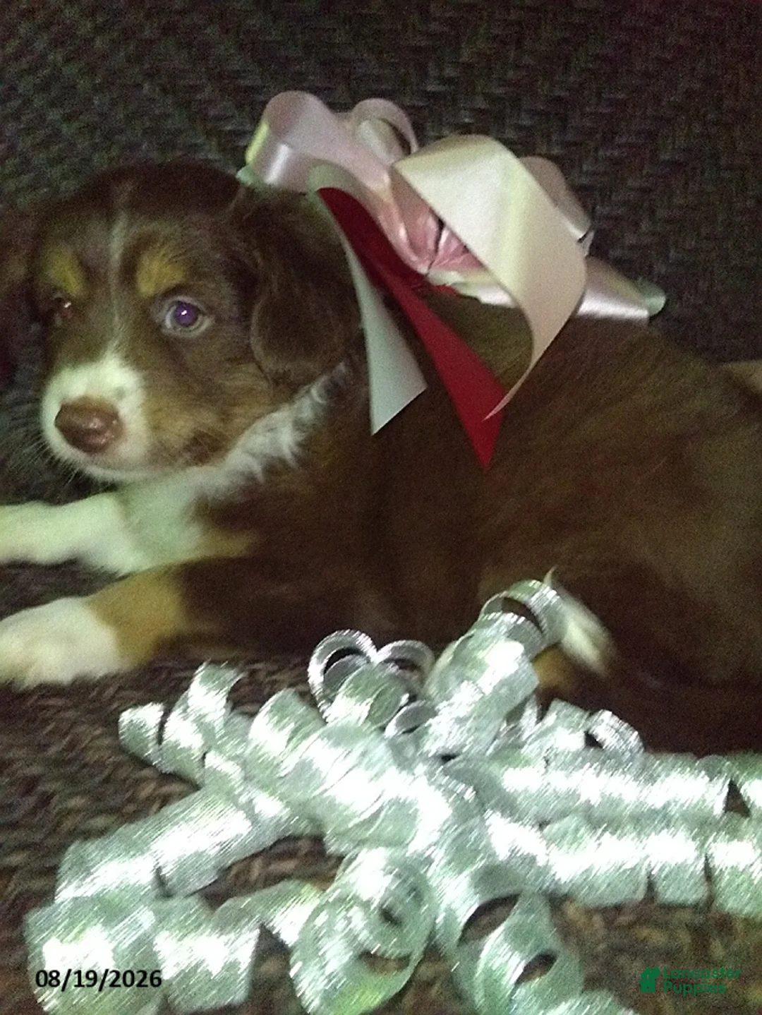 Mixed Breed dogs for sale: Fluffy - Ad 1