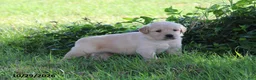 Golden Retriever dogs for sale: Arlo - Ad 6