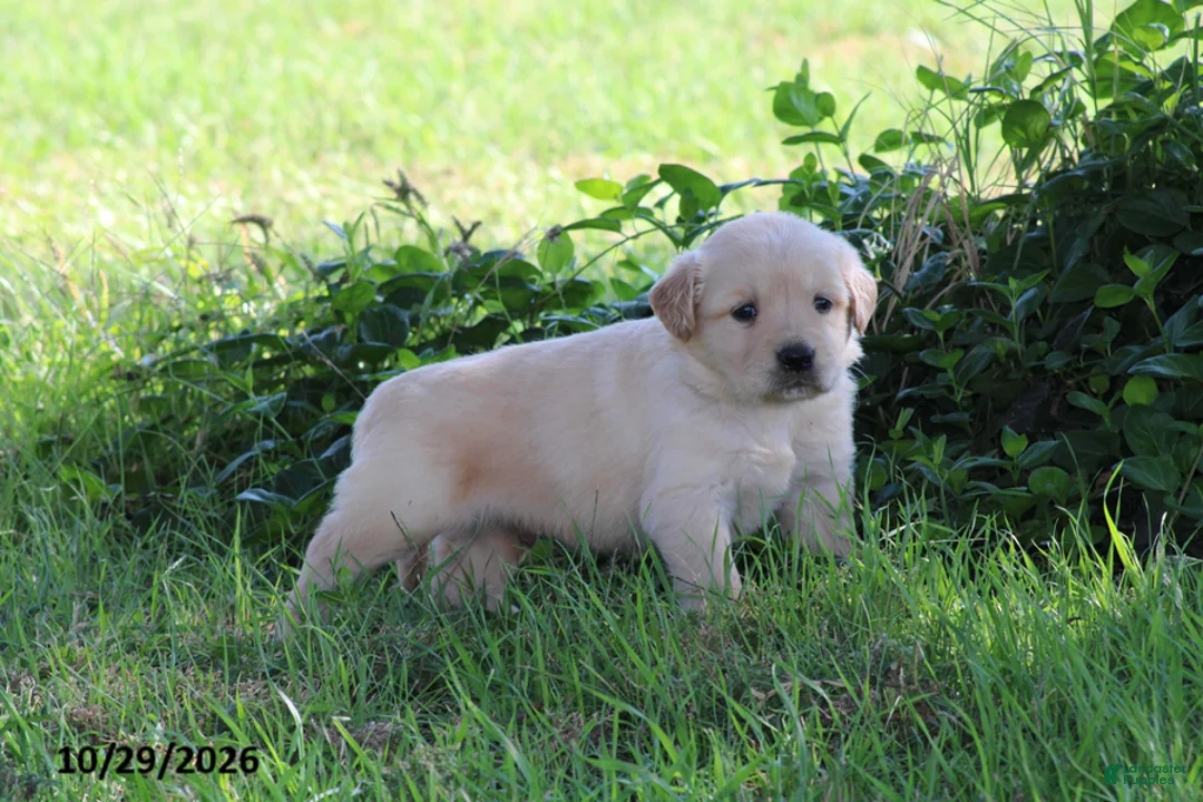 Golden Retriever dogs for sale: Arlo - Ad 6