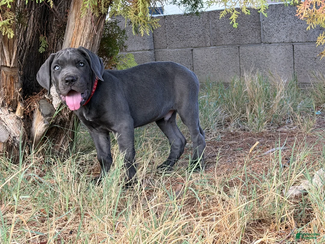 Cane Corso dogs for sale: Hank the tank  - Ad 1