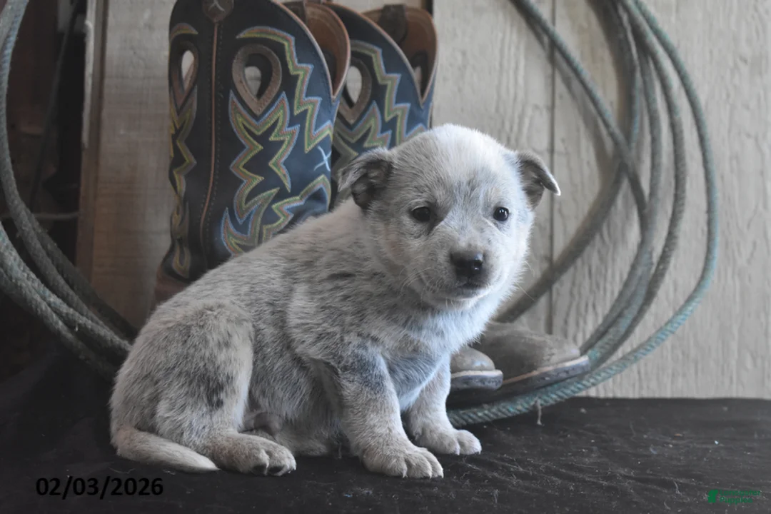 Australian Cattle Dog dogs for sale: Dakota - Ad 5