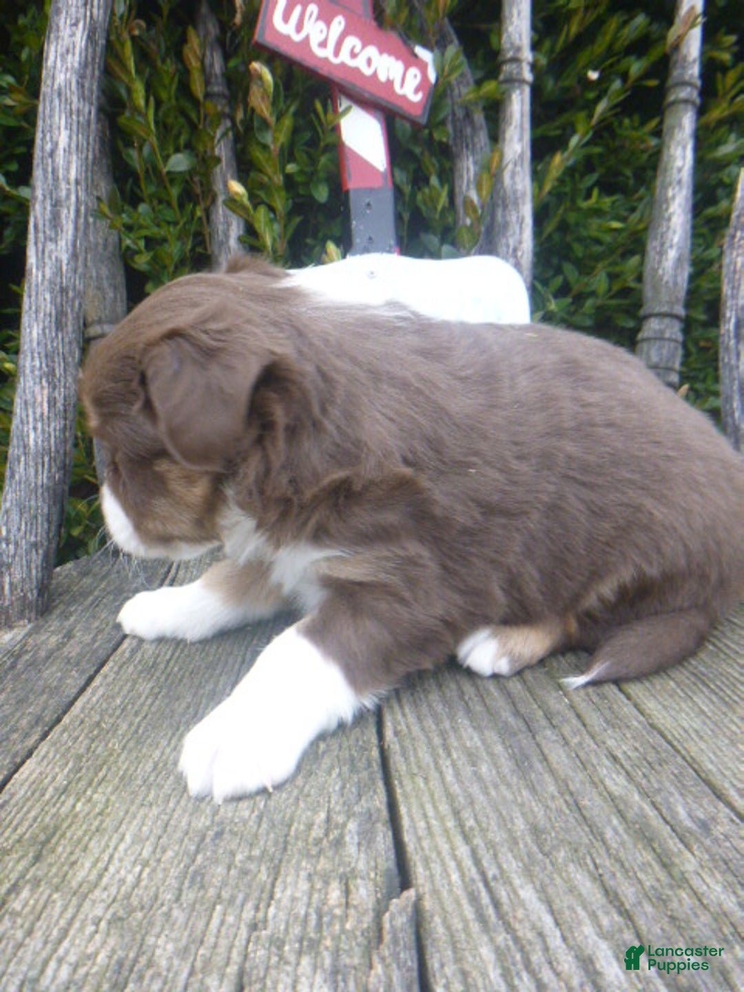 Miniature Australian Shepherd dogs for sale: Nikki - Ad 3