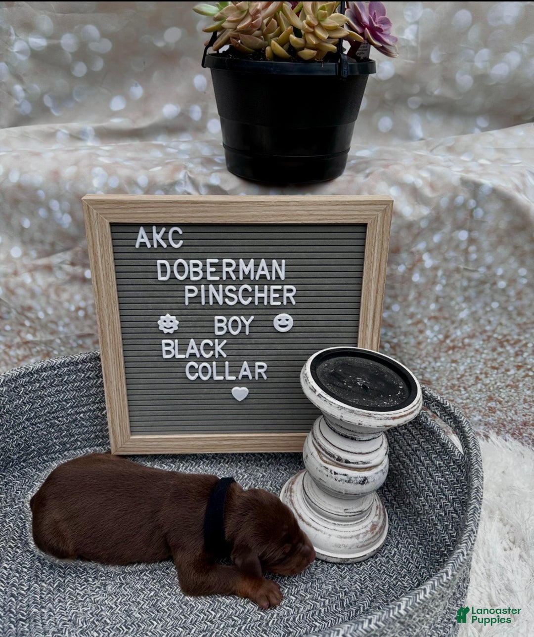 Doberman Pinscher dogs for sale: Red boy, black collar - Ad 2